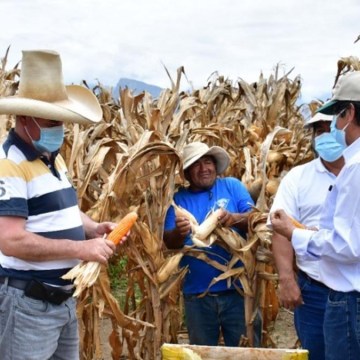 La Libertad: agricultores optimizan producción de maíz amarillo duro con semilla mejorada