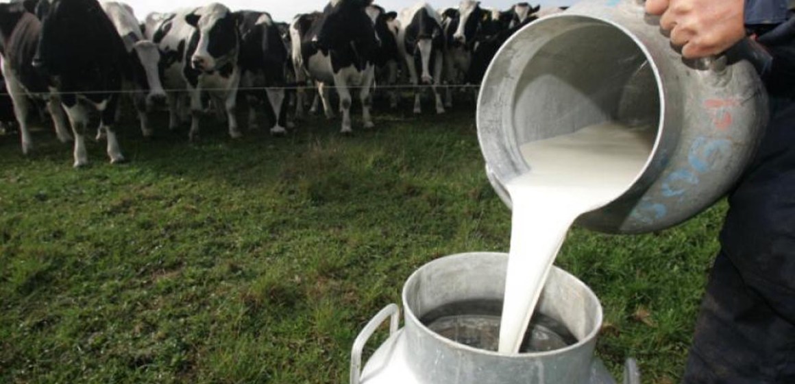 Gobierno hace observaciones a requerimientos de ganaderos lácteos