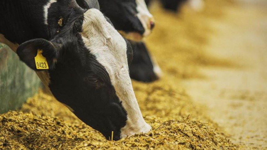 Minerales traza para vacas y novillas lecheras: Estrategia para mejorar la rentabilidad