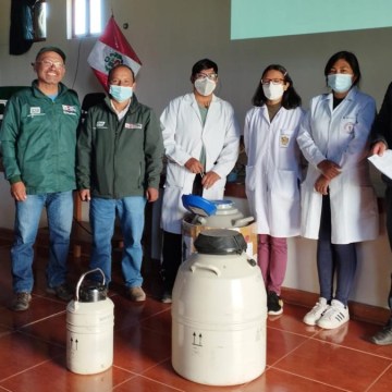 Transfieren dos mil pajillas de semen de ganado bovino de alta calidad a Huancavelica y Ayacucho