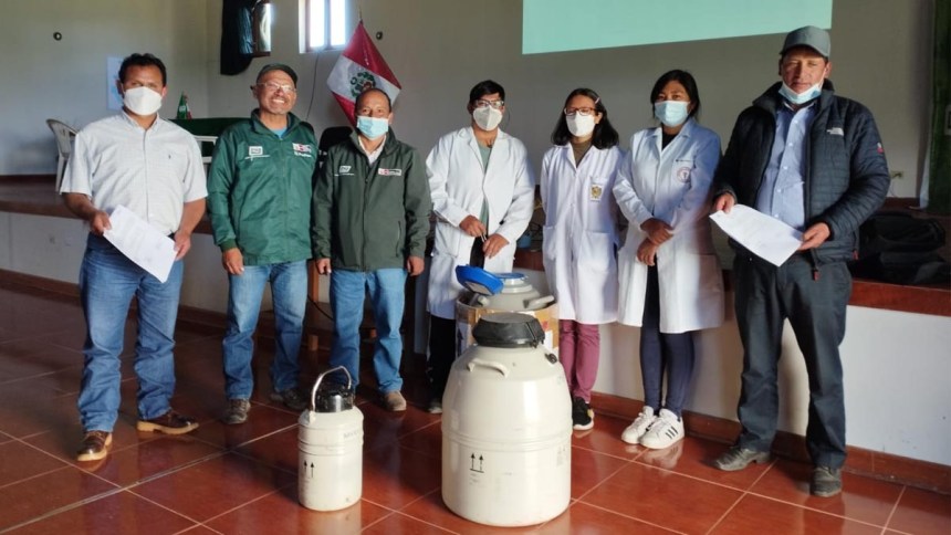 Transfieren dos mil pajillas de semen de ganado bovino de alta calidad a Huancavelica y Ayacucho