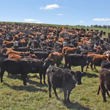 Uruguay implementa tecnología para una ganadería más productiva y rentable