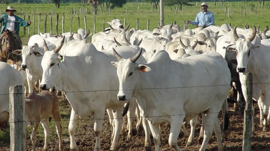 web Bolivia: producción y mejora de carne bovina avanza sostenidamente