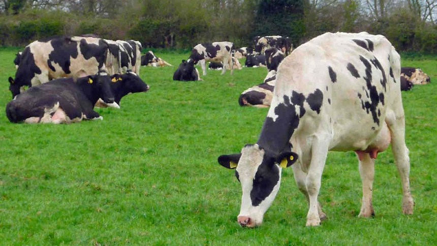 Costo energético de la actividad de vacunos en pastoreo y su efecto en la producción (Parte 1)