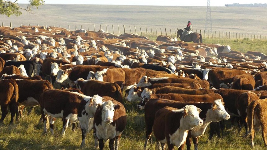 Informe de la OCDE analiza el reto de disminuir emisiones de la ganadería global