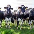 Francia: ganaderos afrontan ola de calor gracias a ventiladores gigantes