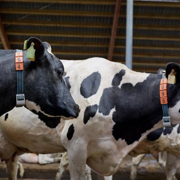 Realizarán II Feria Virtual Holstein – Perú 2022