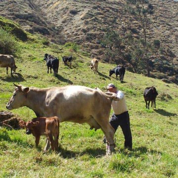 Cajamarca: instalarán 2,300 hectáreas de forraje para la ganadería