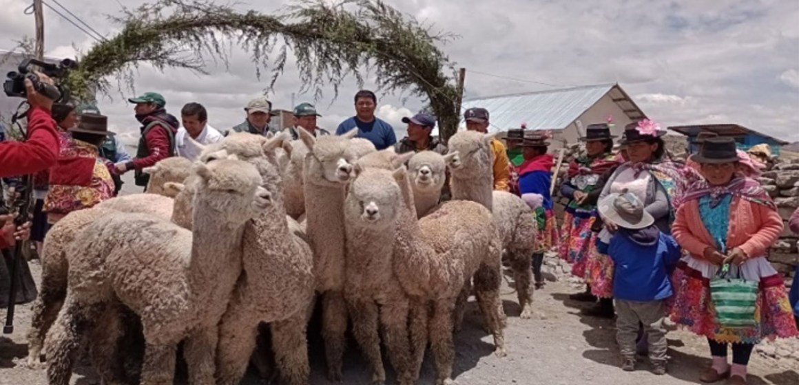 Productores de Ayacucho y Apurimac reciben 18 alpacas de alto valor genético