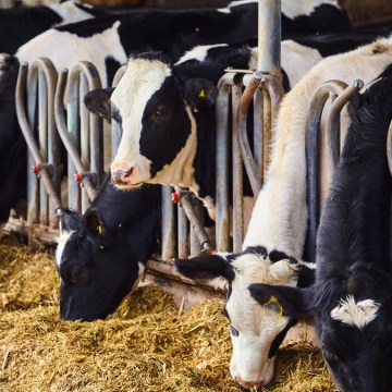 Uso de la microencapsulación de nutrientes en la alimentación de vacas lecheras