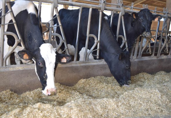 Estrés calórico en el ganado lechero: Alternativas de manejo ambiental y nutricional