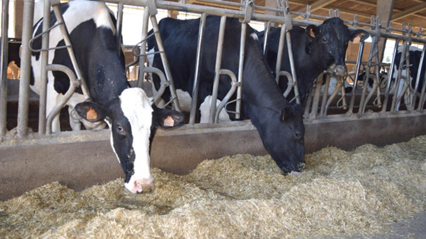 Estrés calórico en el ganado lechero: Alternativas de manejo ambiental y nutricional