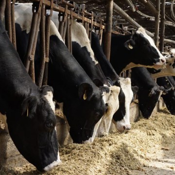 Maíz chala chocleado como base forrajera de la ración alimenticia para vacas lecheras (Parte I)