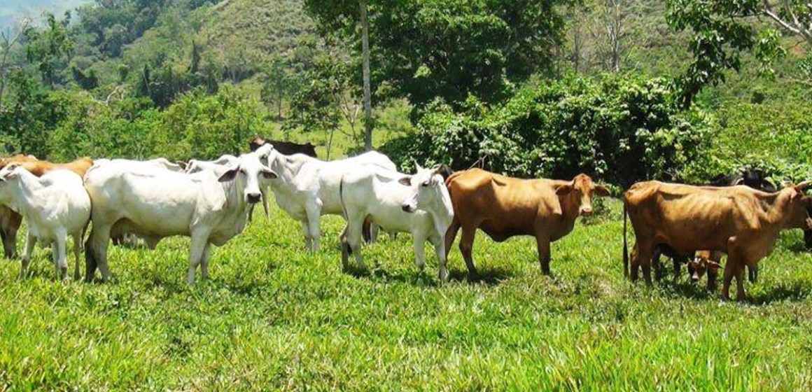 Criadores de ganado cebú de Brasil asesorará a sus pares de Perú gracias a convenio bilateral