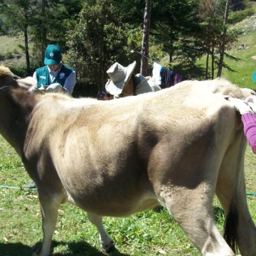 Desparasitan a más de 250 bovinos en Ayacucho