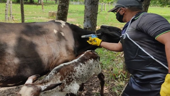 Colombia: gobierno y ganaderos se unen para vacunar contra la fiebre aftosa