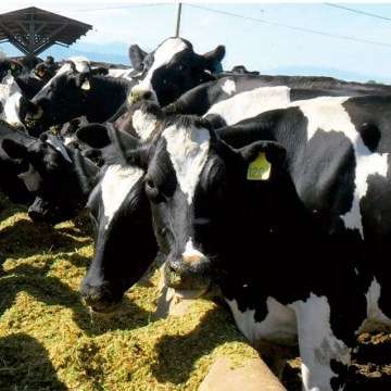 ¿Cómo podemos maximizar la eficiencia de uso del nitrógeno y la producción de las vacas lecheras?