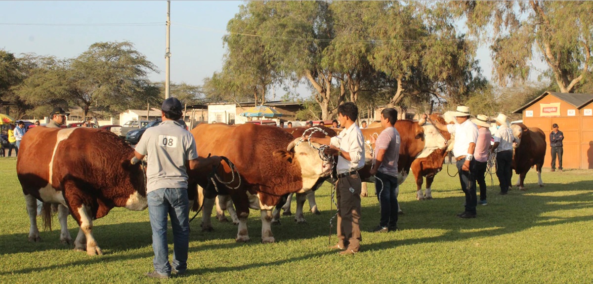 Feria Regional Ganadera inicia en Lambayeque