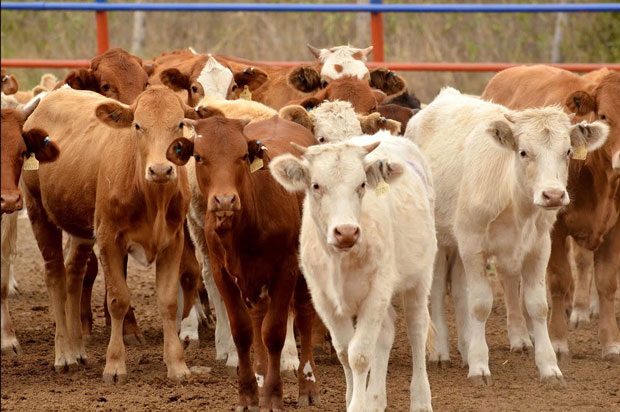 Importancia del Día Mundial de las Zoonosis
