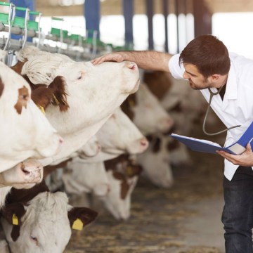 Importancia de los médicos veterinarios en la ganadería de leche peruana