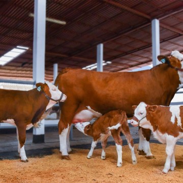 Amazonas: Investigadores logran producción de descendencia de clones bovinos