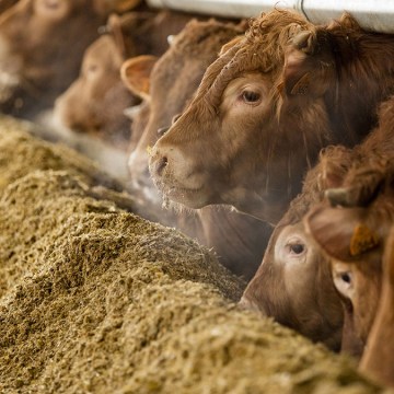 web Animales de Granja: cuatro consejos para garantizar su salud y bienestar