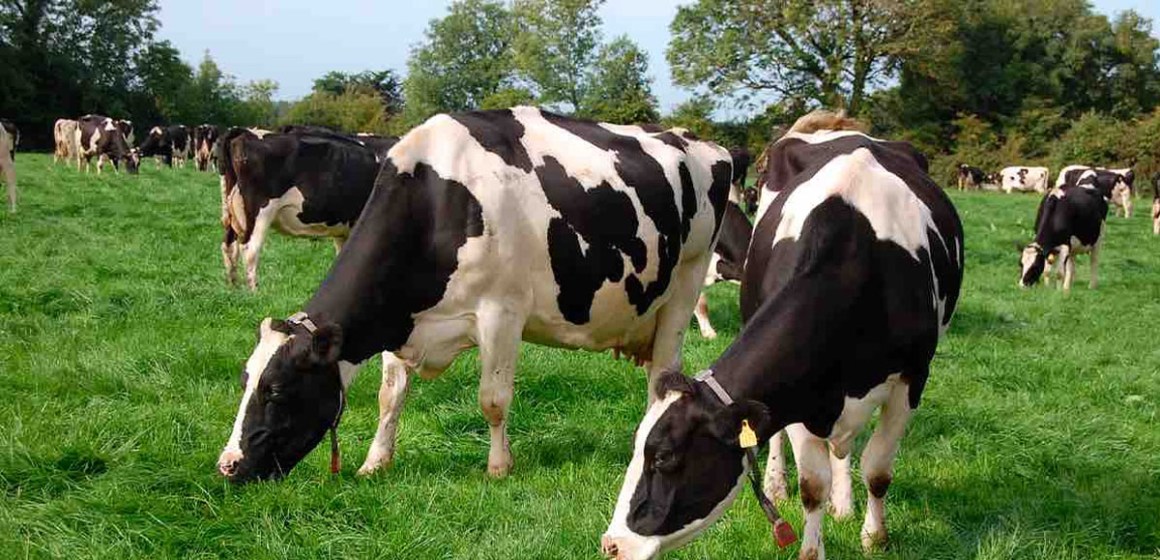 Cajamarca: Instalan 16 hectáreas de pastos cultivados para mejorar forrajes