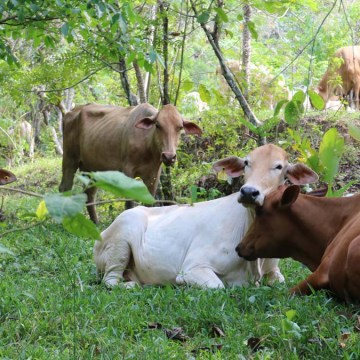 Madre de Dios: 11 mil hectáreas de predios privados implementan ganadería regenerativa