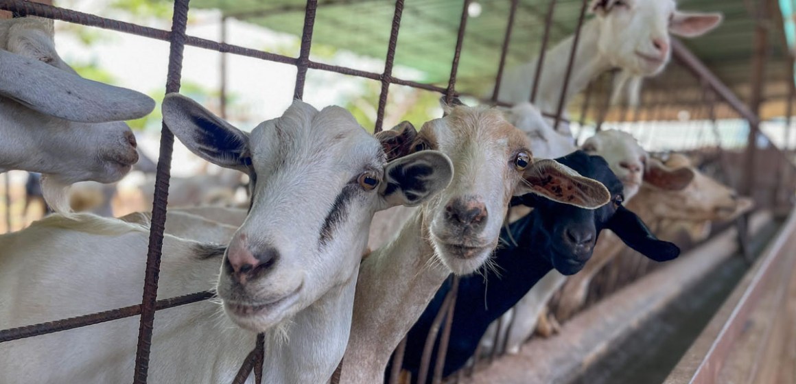 web-1 Curso Intensivo de Transferencia de Embriones en Ovinos y Caprinos: Impulsando la Ganadería del Perú