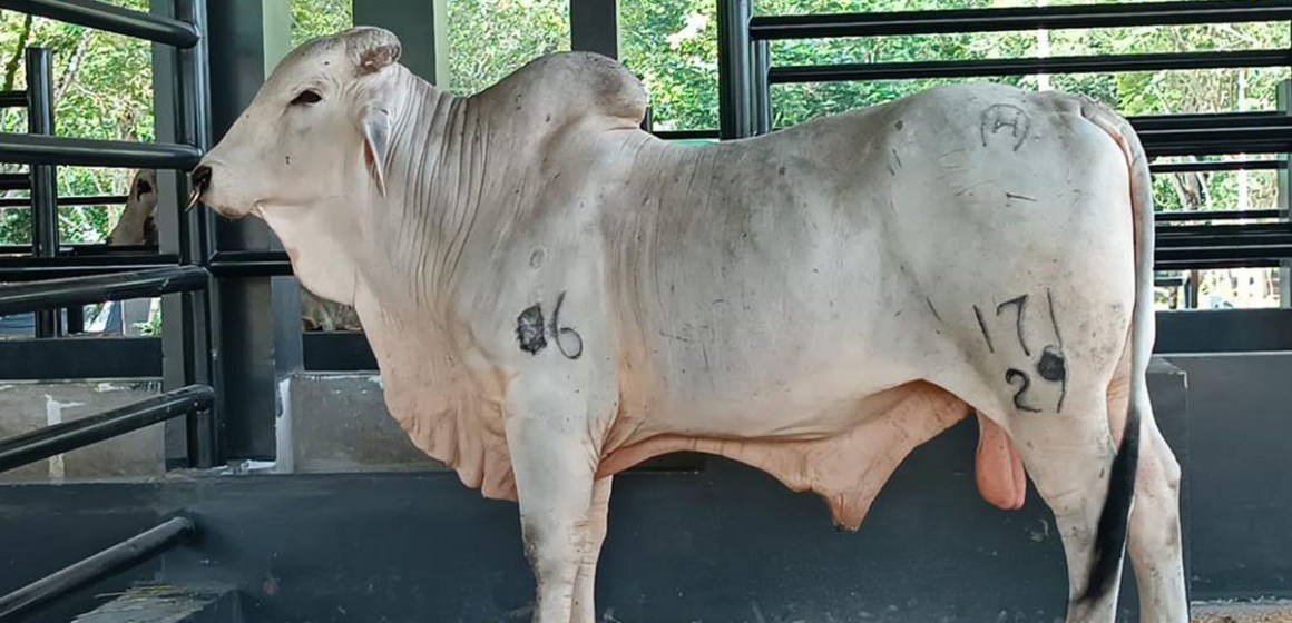 Entregarán 30 000 pajillas de semen y 500 embriones de bovinos a ganaderos de Lima