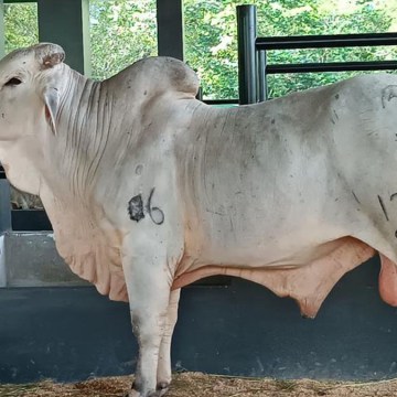 Entregarán 30 000 pajillas de semen y 500 embriones de bovinos a ganaderos de Lima