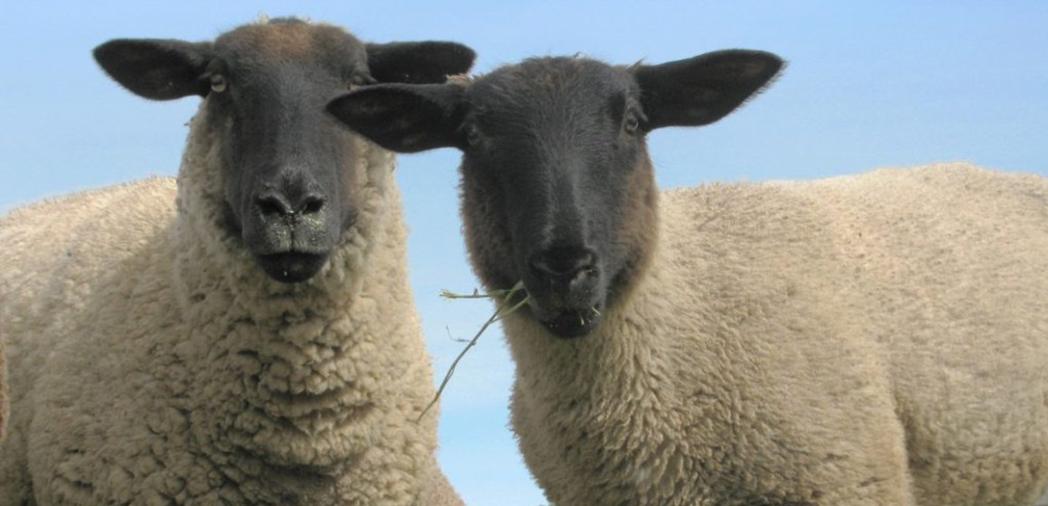 web Toxemia de preñez en cabras y ovejas