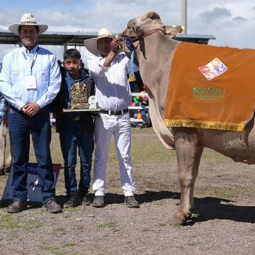 Expo Feria Reyes Espinar 2024 congregó a casi 600 ganaderos del sur del Perú