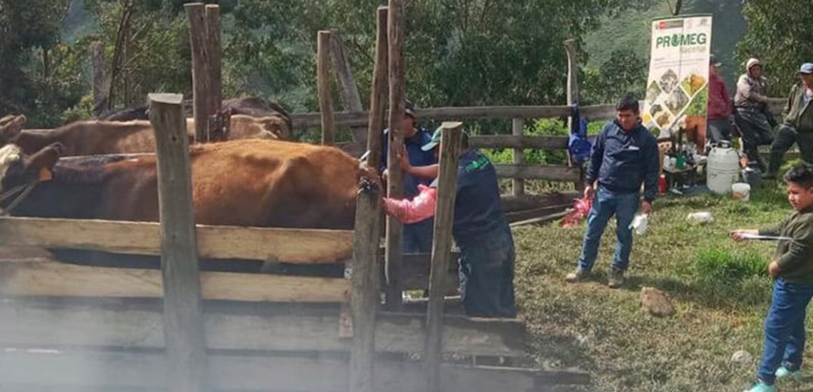 Ancash: Realizan transferencia de embriones para elevar calidad genética de vacunos en Cusca