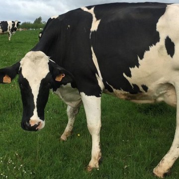 Presentan recomendaciones clave para fomentar la competencia en el sector lácteo