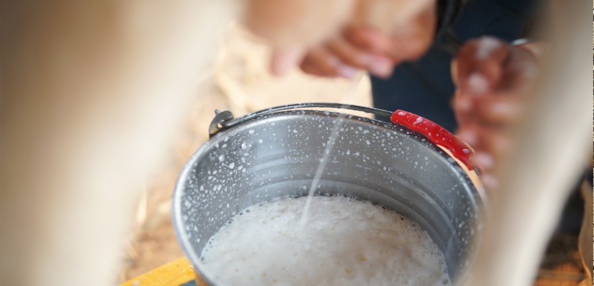 Ganaderos lecheros prevén estabilidad de costos en 2024, aunque persisten desafíos