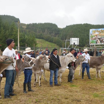 Amazonas: Realizan con éxito Expoferia Ganadera Cashac 2024