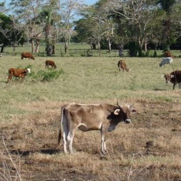 Sector agropecuario de Cajamarca en alerta por falta de lluvias