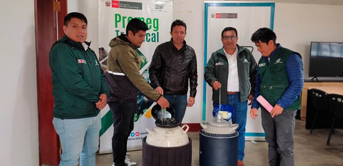Amazonas: INIA transfirió pajillas de semen de vacuno en Omia