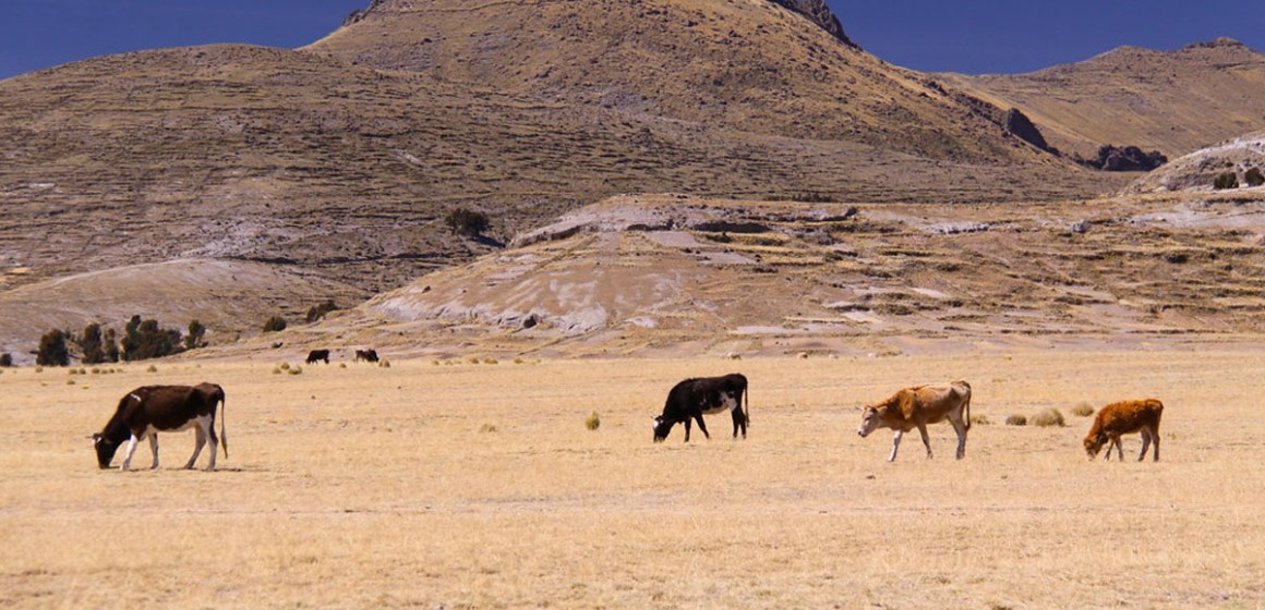 Puno afronta frío y sequía extrema que afectan a su ganadería