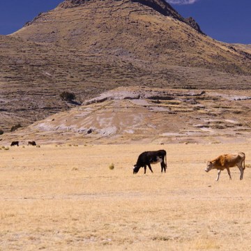 web Puno afronta frío y sequía extrema que afectan a su ganadería