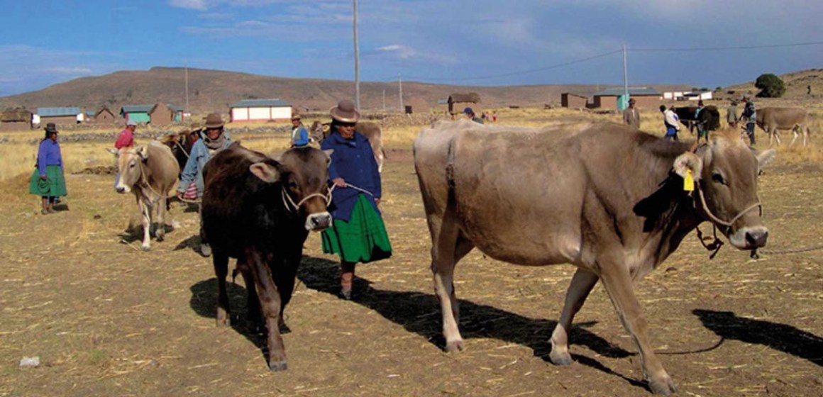Ganadería andina afectada por impacto climático