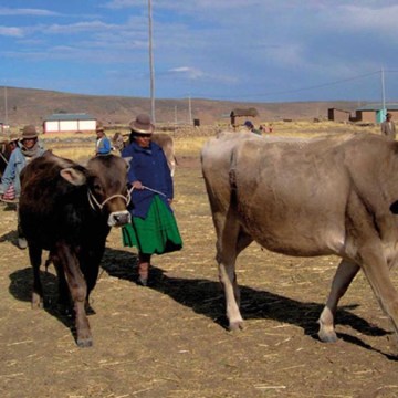 web ganadería sierra senamih Ganadería andina afectada por impacto climático