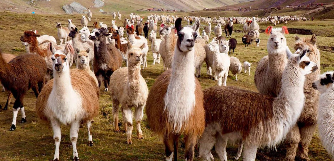 Arequipa: Instalarán 69 microrreservorios para potenciar competitividad alpaquera