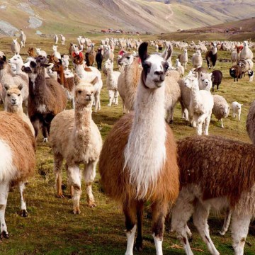 Arequipa: Instalarán 69 microrreservorios para potenciar competitividad alpaquera