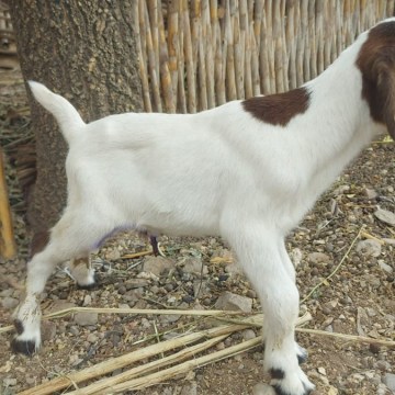 Nacen primeras cabras cruzadas por inseminación artificial con alta calidad genética en Amazonas