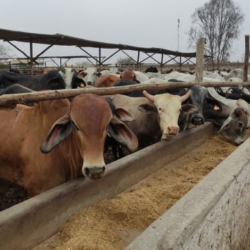 Eficacia de Tratamiento de Leptospirosis y Anaplasmosis en un Sistema de Producción de Doble Propósito