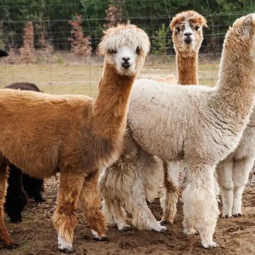 Empresa privada despliega campaña para desparasitar 4000 camélidos en Moquegua