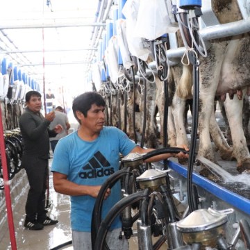 Impulsan ganadería familiar con moderna sala de ordeño en Huaura