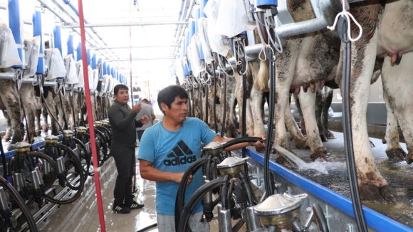 Impulsan ganadería familiar con moderna sala de ordeño en Huaura